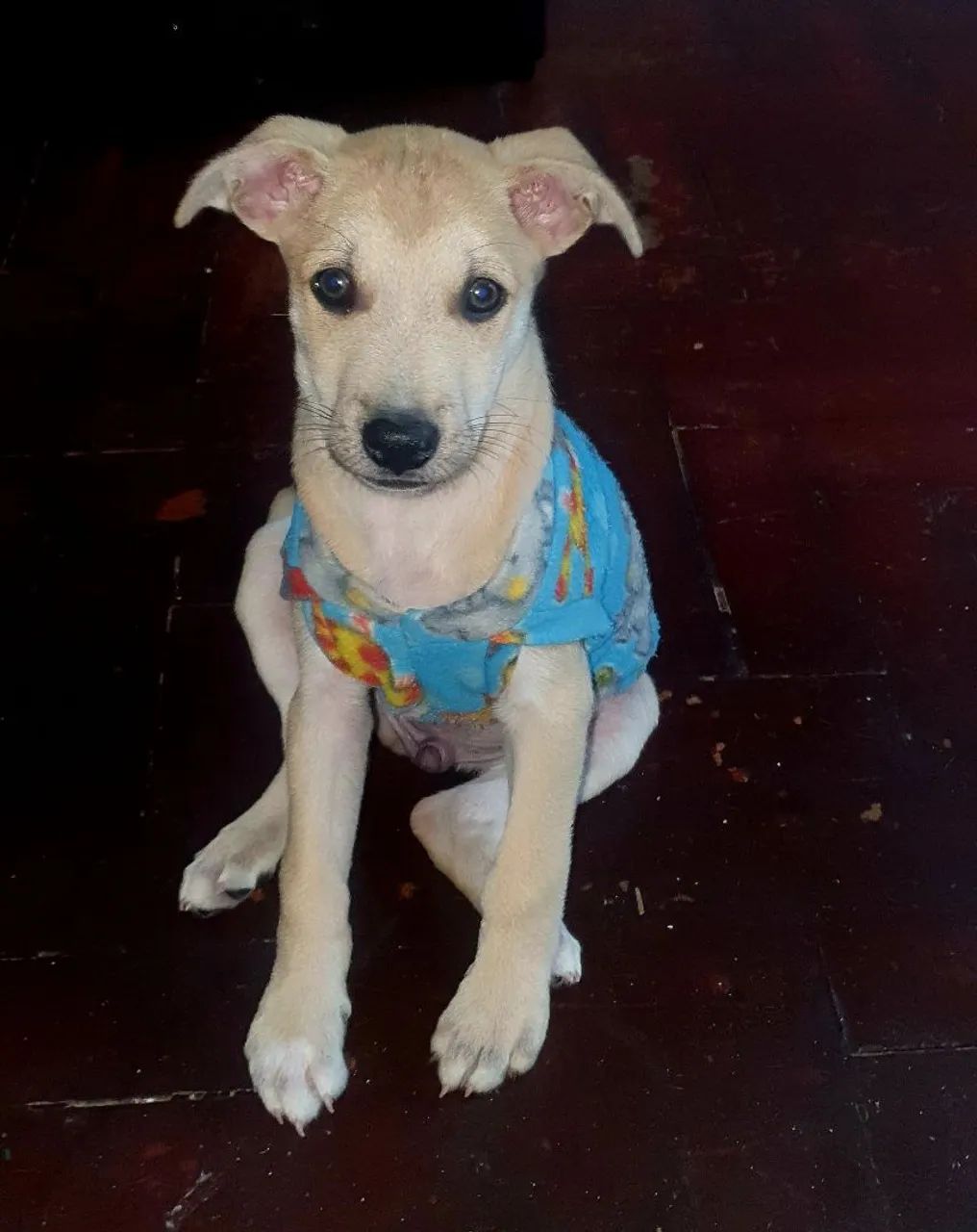 Cachorro para adoção responsável!! - Foto 4