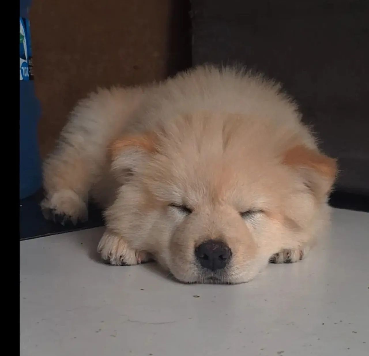 Chow chow - Foto 2