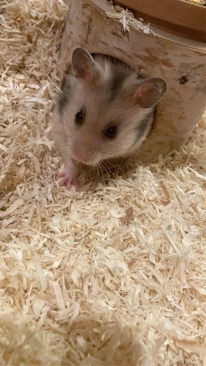 Vende-se hamster sirio. - Foto 5