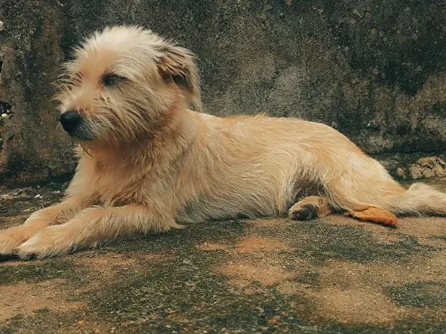 Doando cachorra SRD de 12 meses