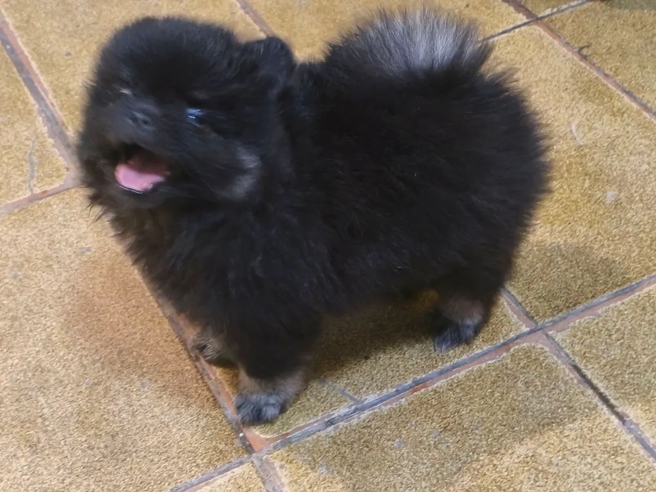 Spitz alemão macho