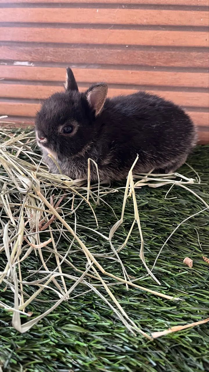 Mini coelho Anão - Foto 4