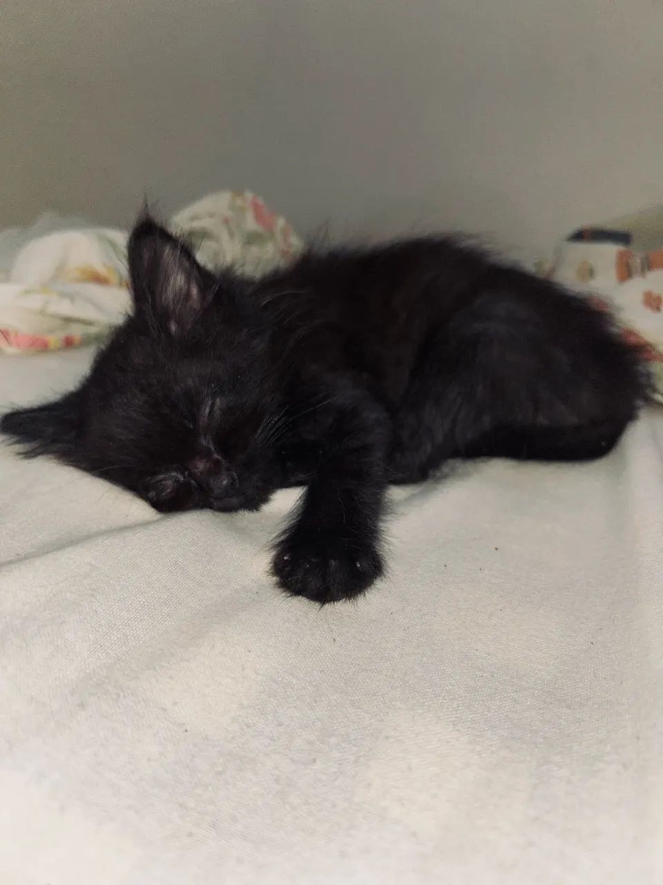 DOAÇÃO DE GATOS - Foto 4