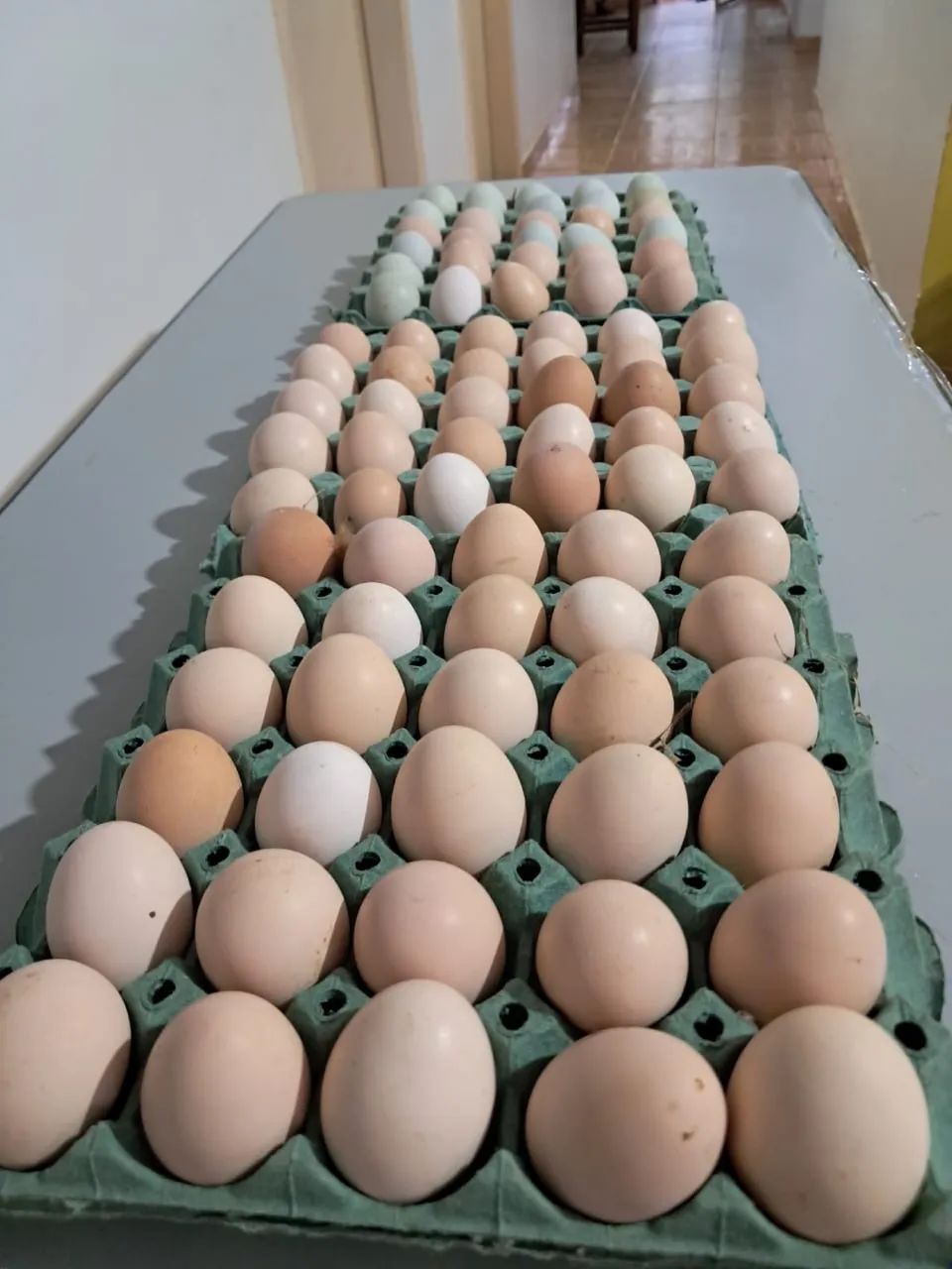 Ovos Férteis de GSB 