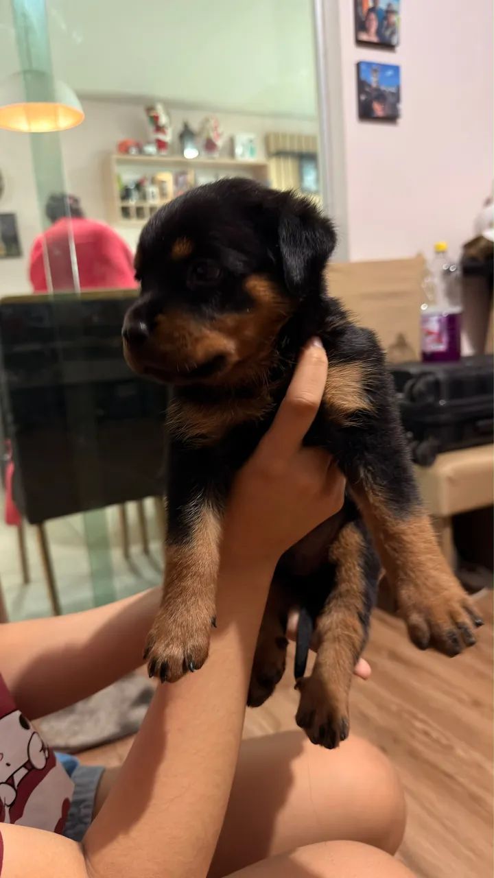 Rottweiler macho  - Foto 3