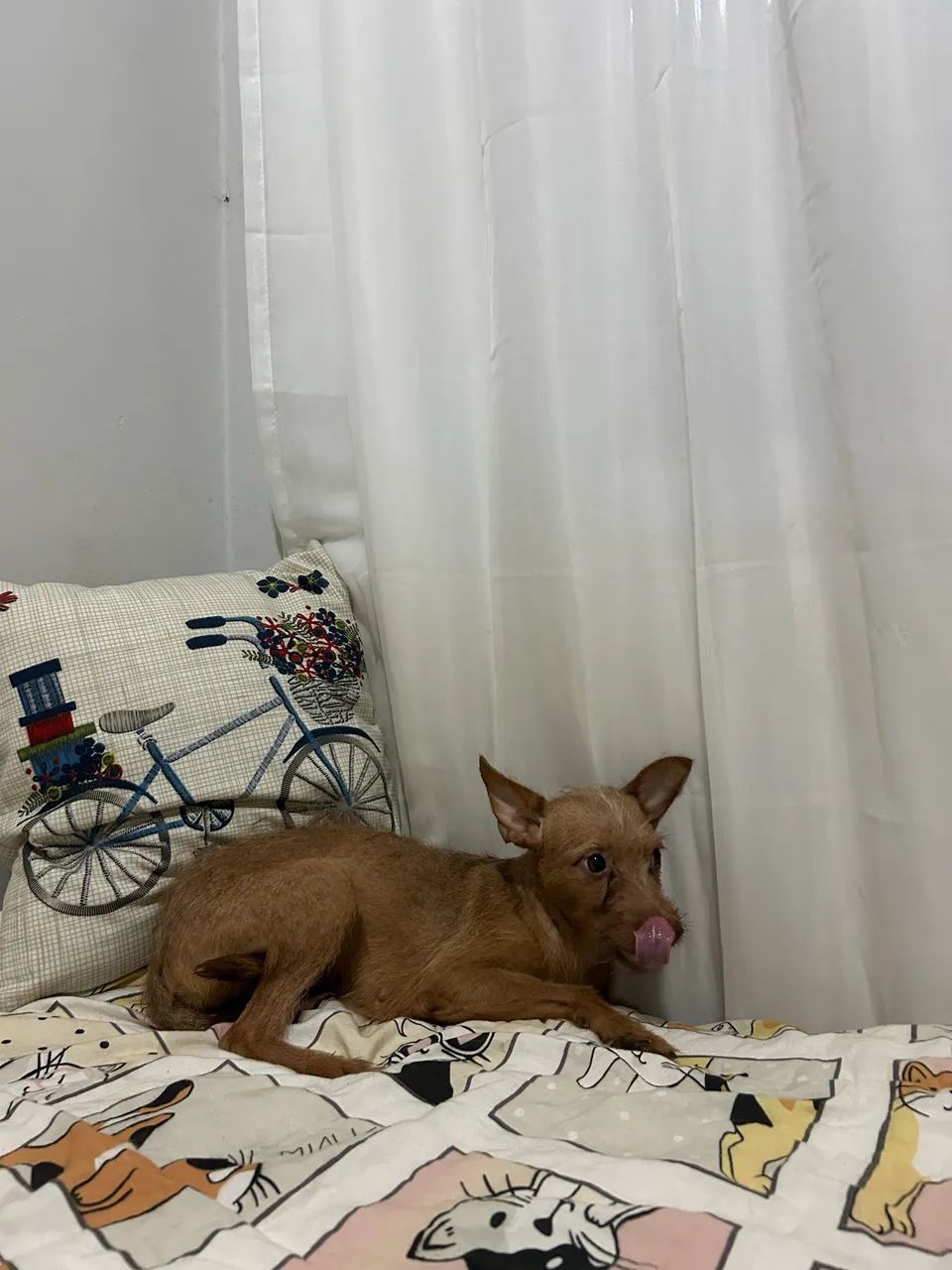 Fêmea para adoção  - Foto 4