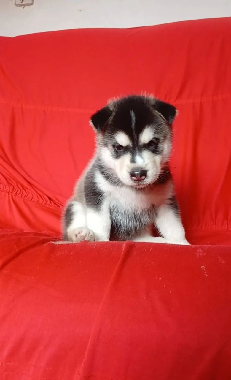 Husky Siberiano  - Foto 5