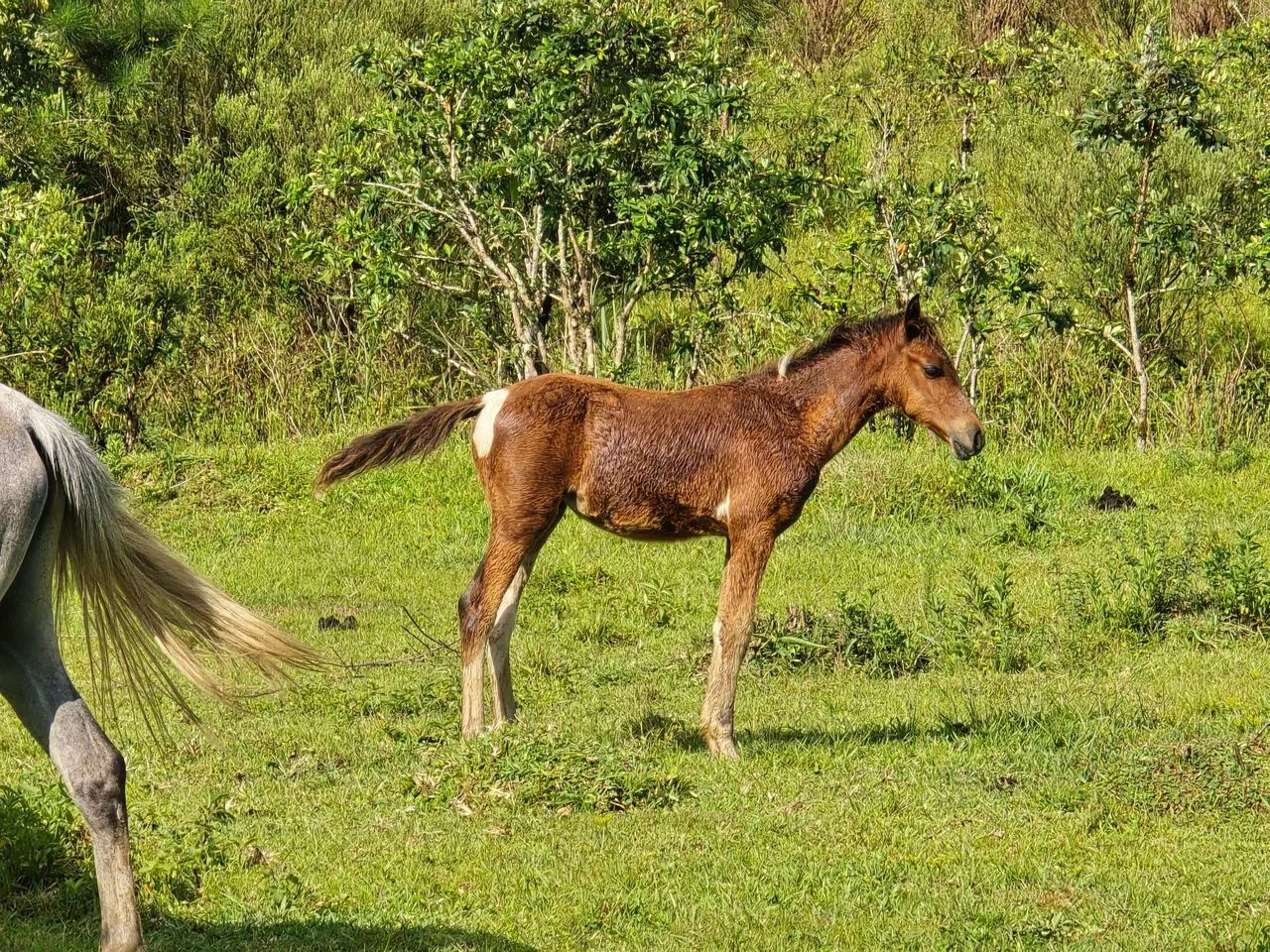 Lindos potros pampas - Foto 2