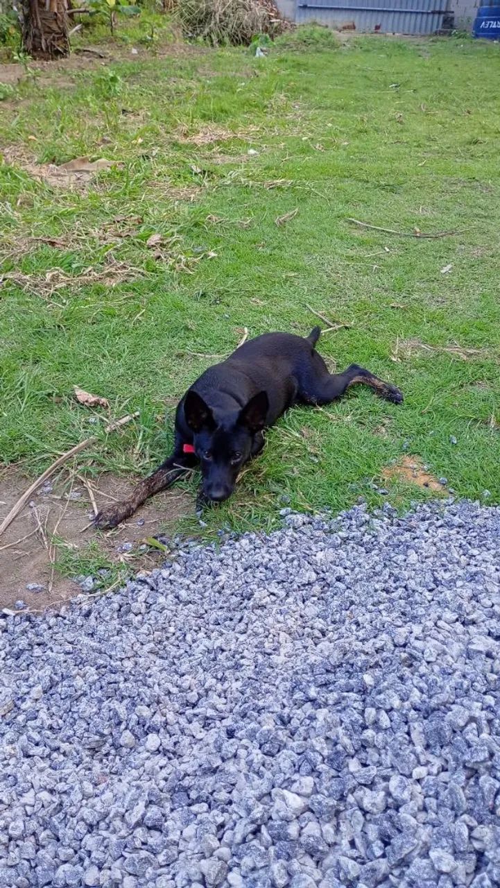 Doação de cachorro. - Foto 3