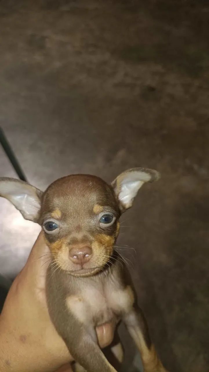 Vende se pinscher macho número 01  - Foto 2