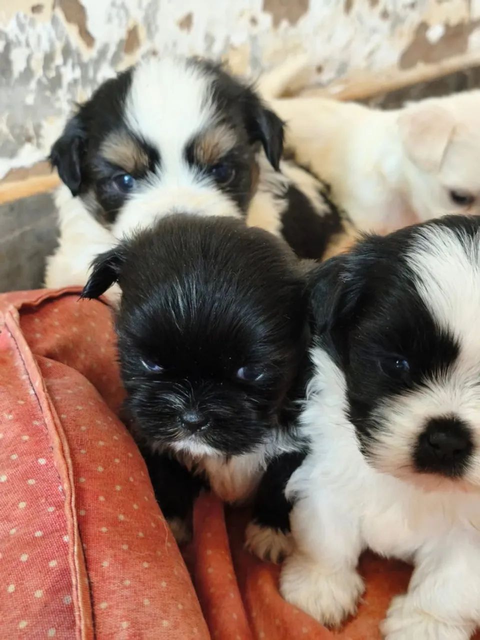 Lhasa apso macho - Foto 3