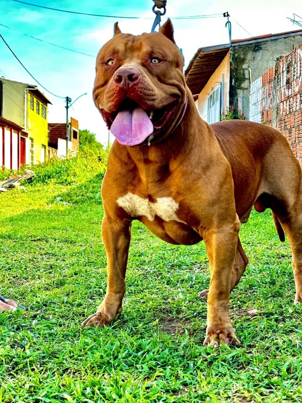 Pit bul monster 
