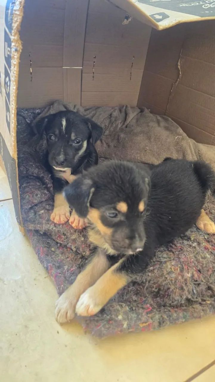 ADOÇÃO RESPONSÁVEL  - Foto 6