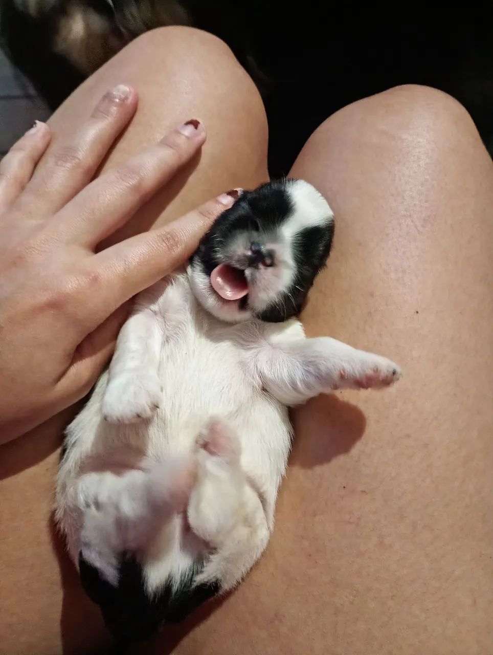 Shitzu puro pai e mãe  - Foto 4