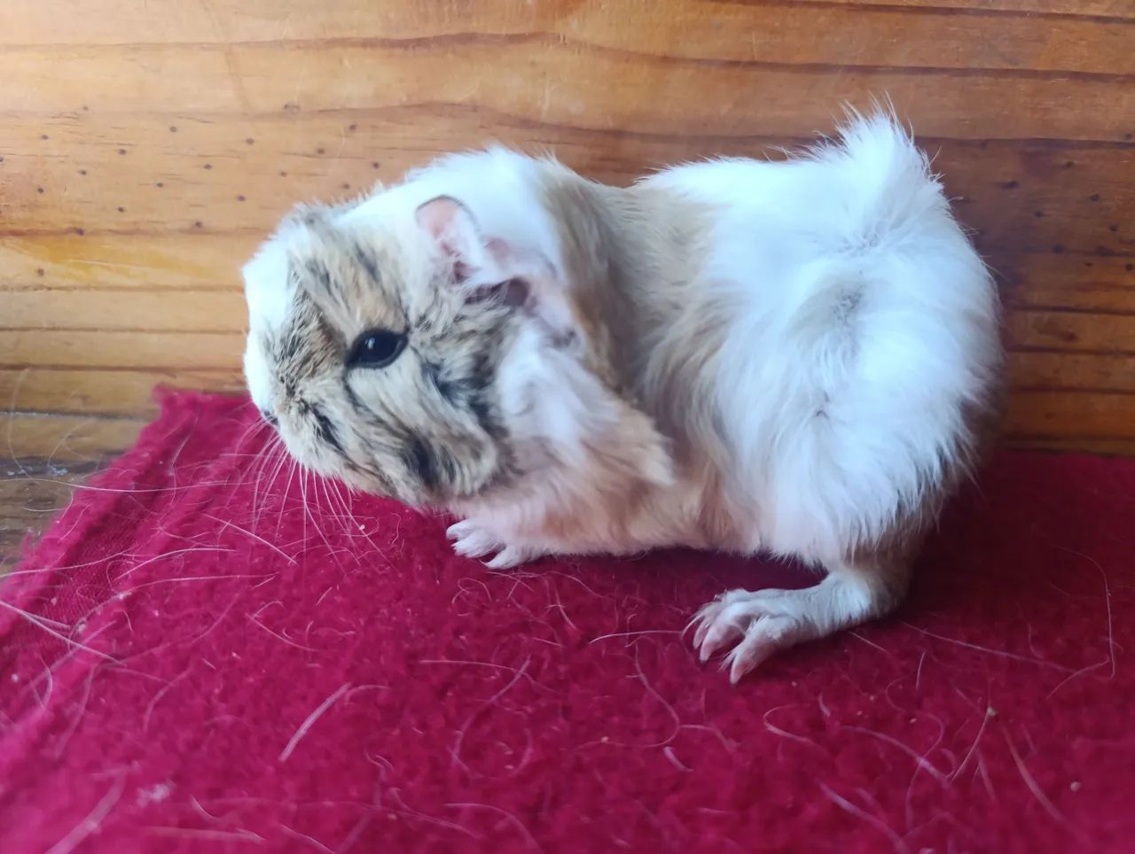 Porquinhos da Índia!