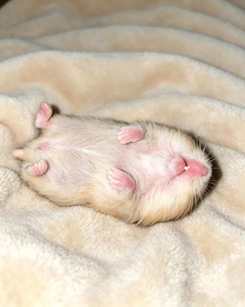 hamster anão russo - Foto 2