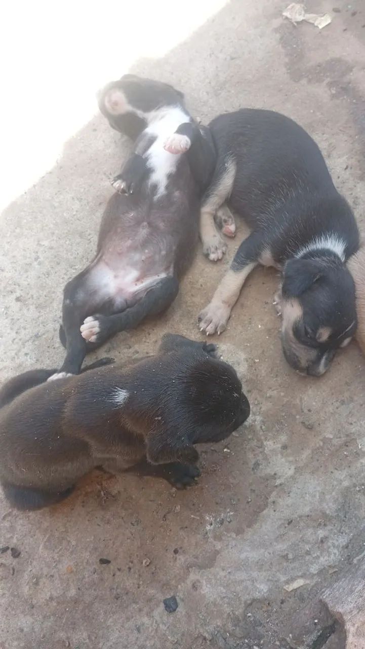 Cachorros para adoção  - Foto 3