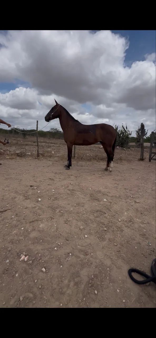 Égua mangalarga luxo de cela à venda