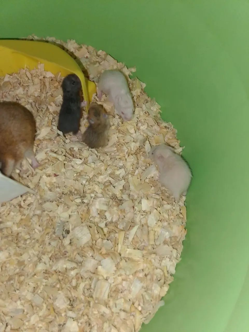 Hamister 
