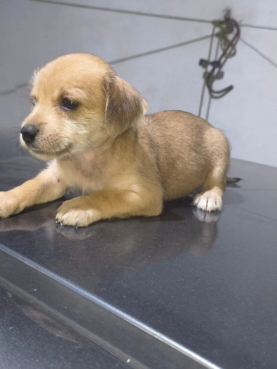 Adoção de cachorrinhos  - Foto 5