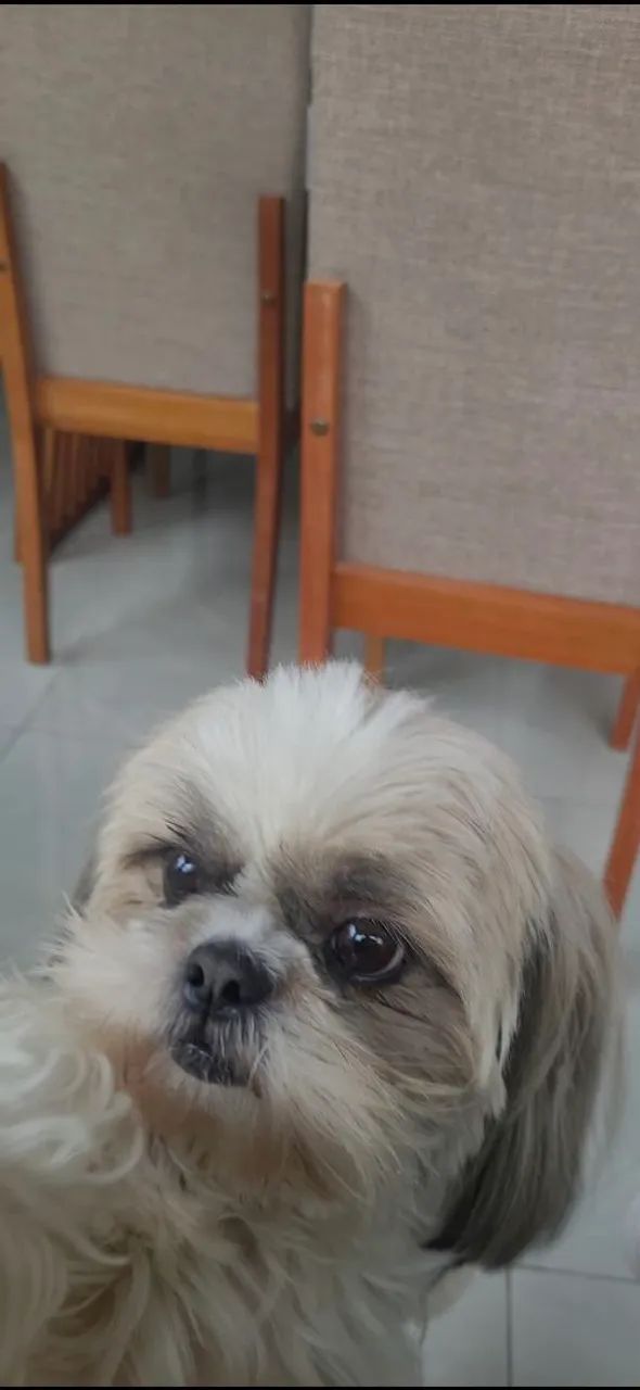 Animal de estimação  - Foto 3