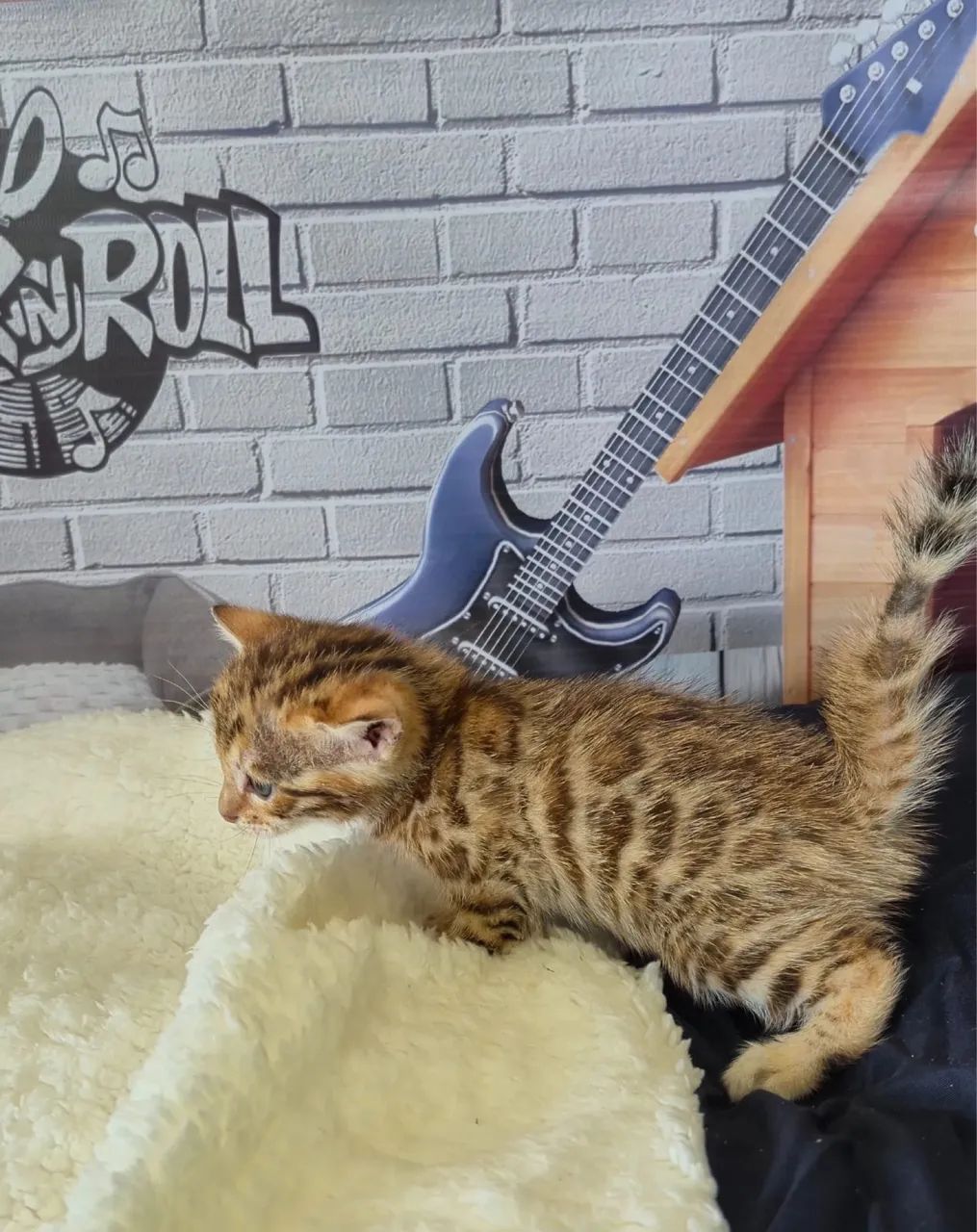 Machos Bengal