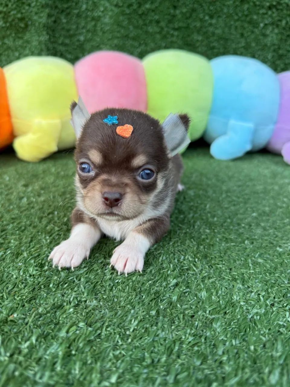 Chihuahua micro chocolate  - Foto 2