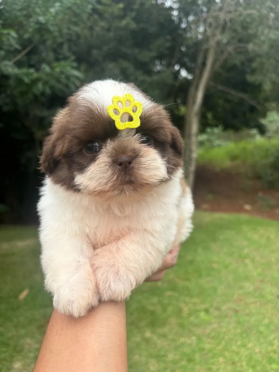 Vendo Macho de Shitzu Mini - Cachorros - Recanto Tropical