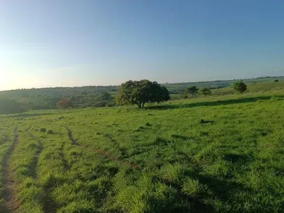 Granja com 20 hectares em Monte Alegre no distrito de comum cortada apelo rio e plantada - Foto 4