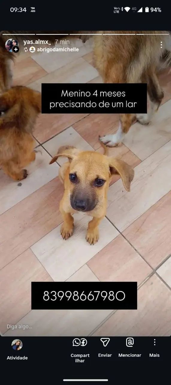 Cachorro raça boca preta 