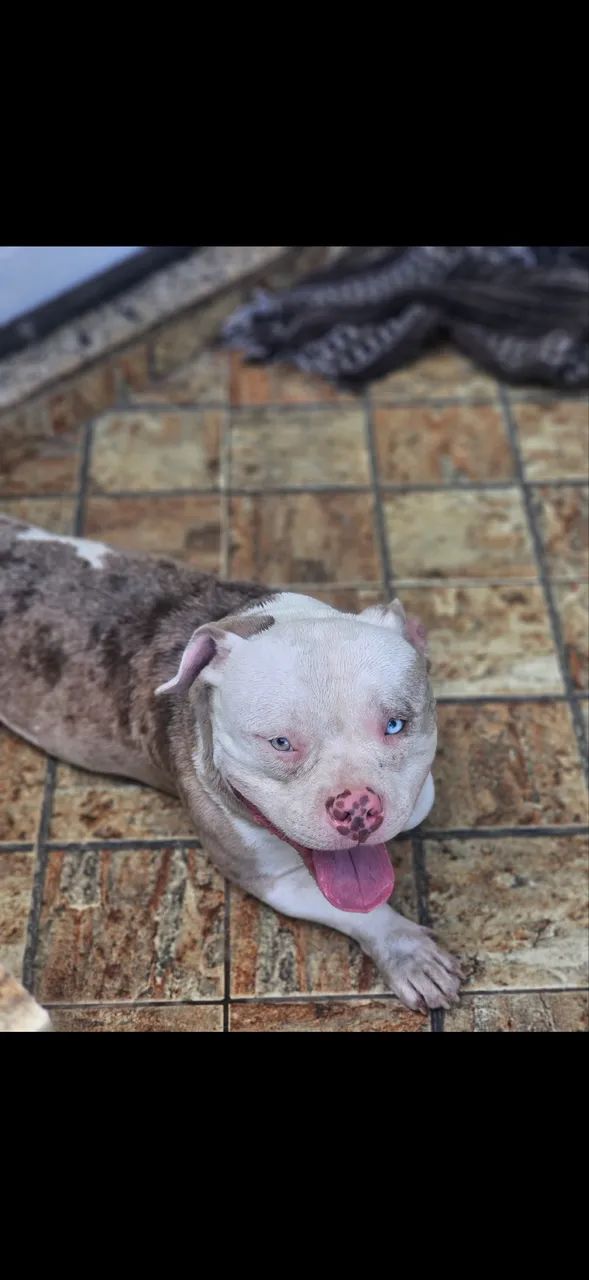 American Bully Exotic Bully - Foto 2