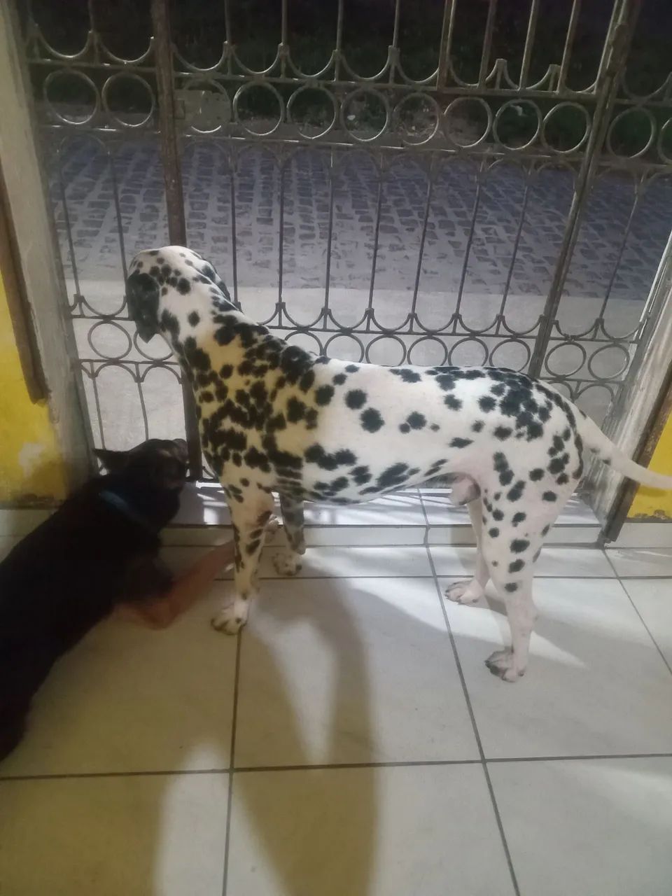Procura - se namorada  - Foto 3