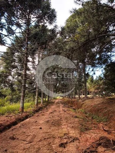 sitio em franco da rocha - Foto 3