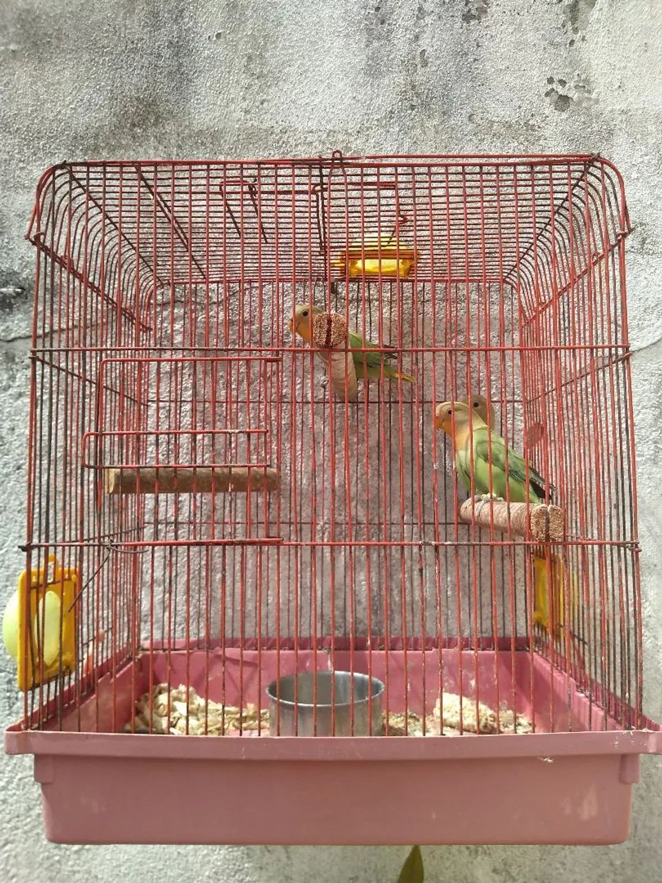 Gaiola novas 