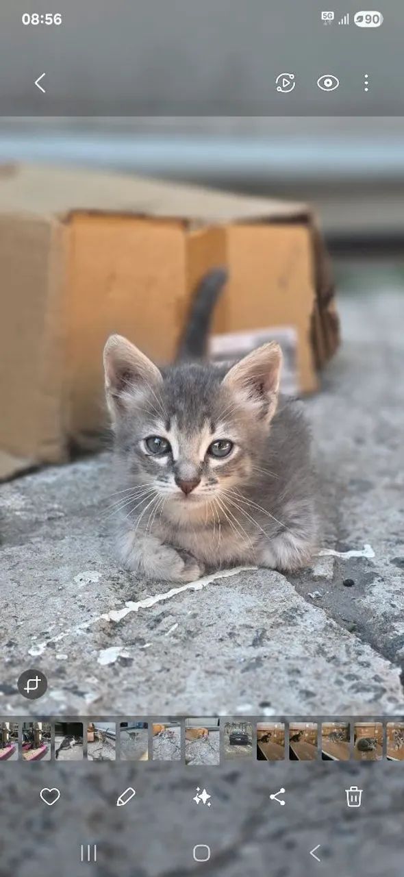 Gato para doação 