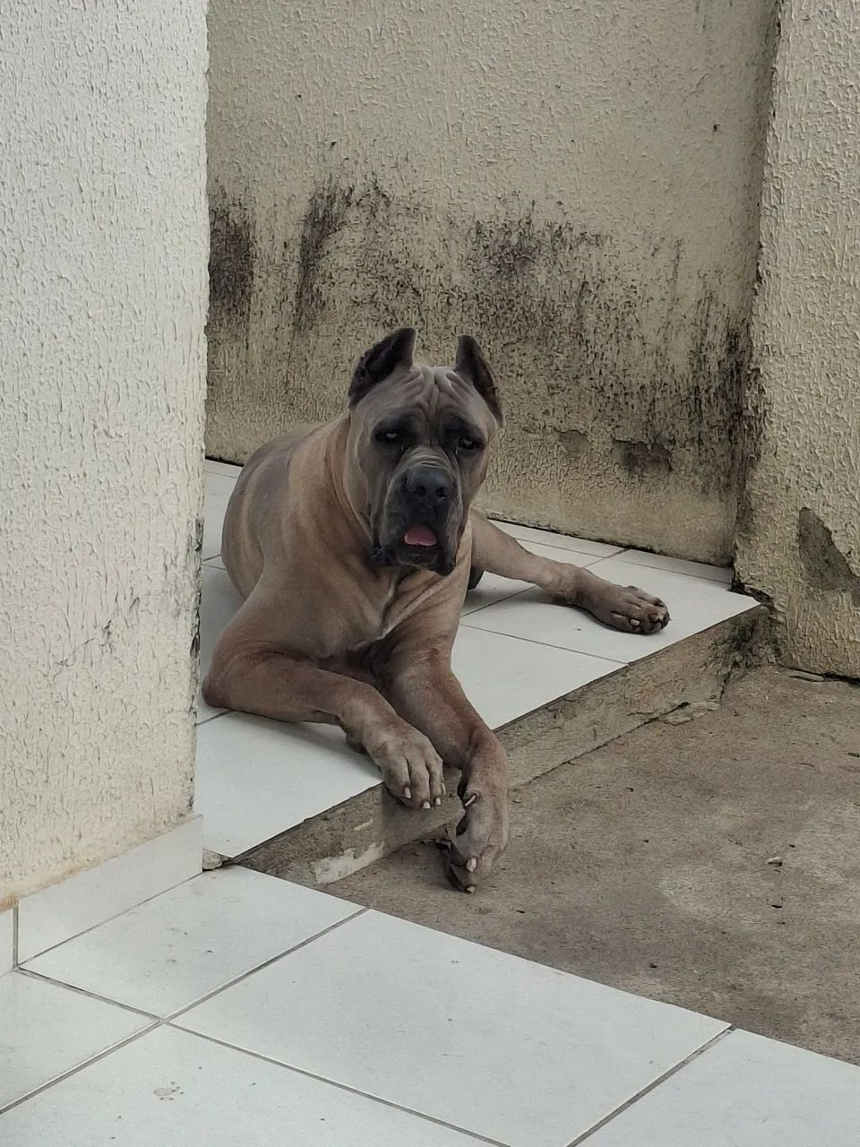 Cane corso disponível para cobertura  - Foto 2