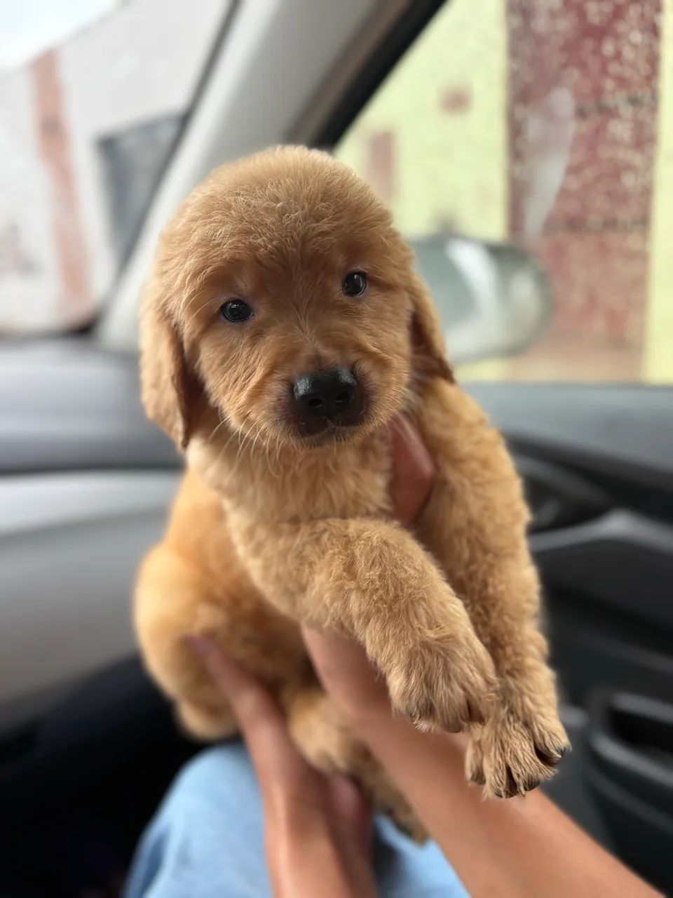 Golden retriever 