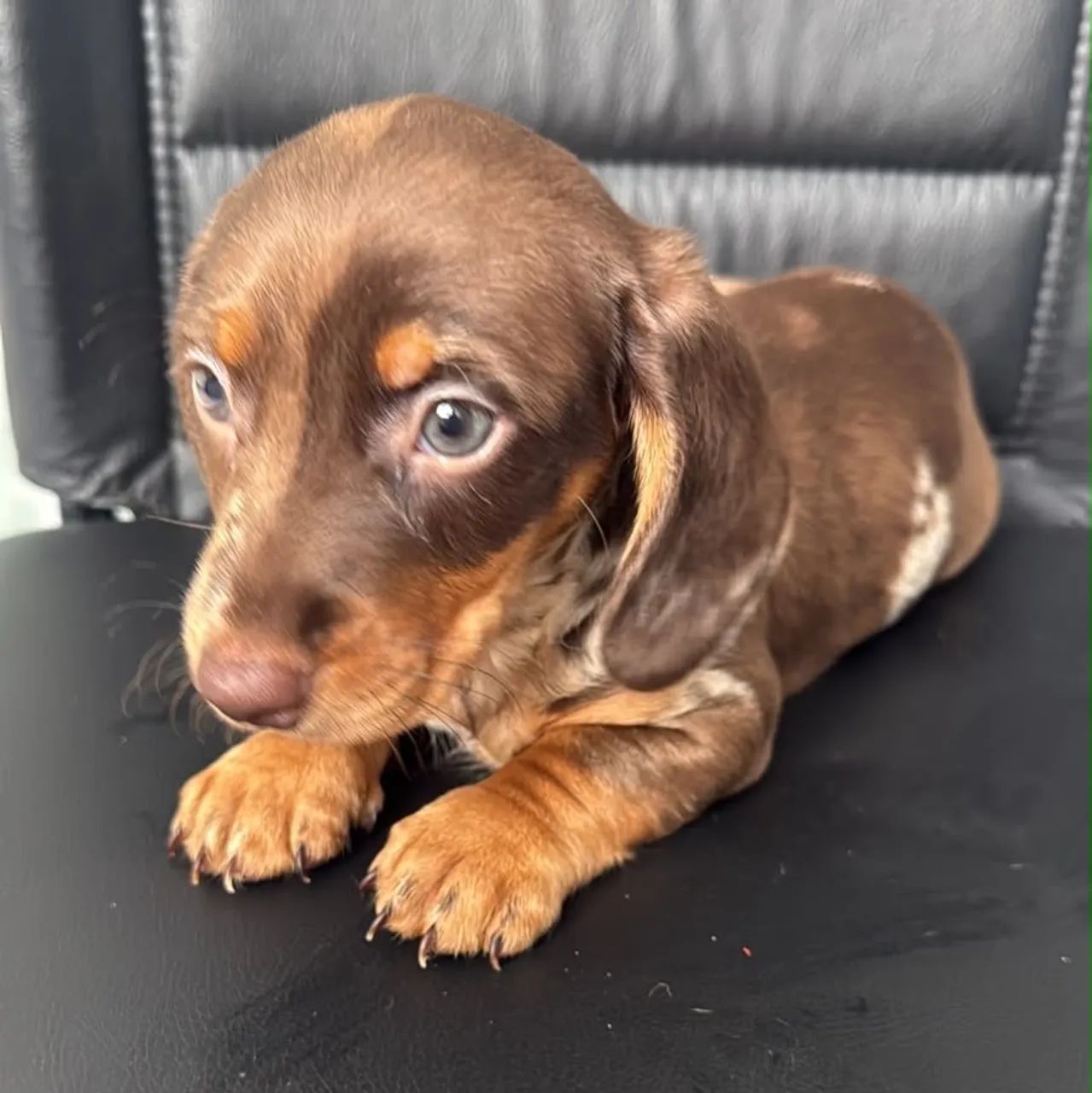 Salsichinha chocomerle  - Foto 2