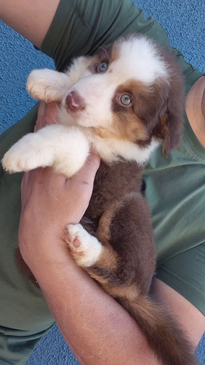 Fêmea de Border Collie!