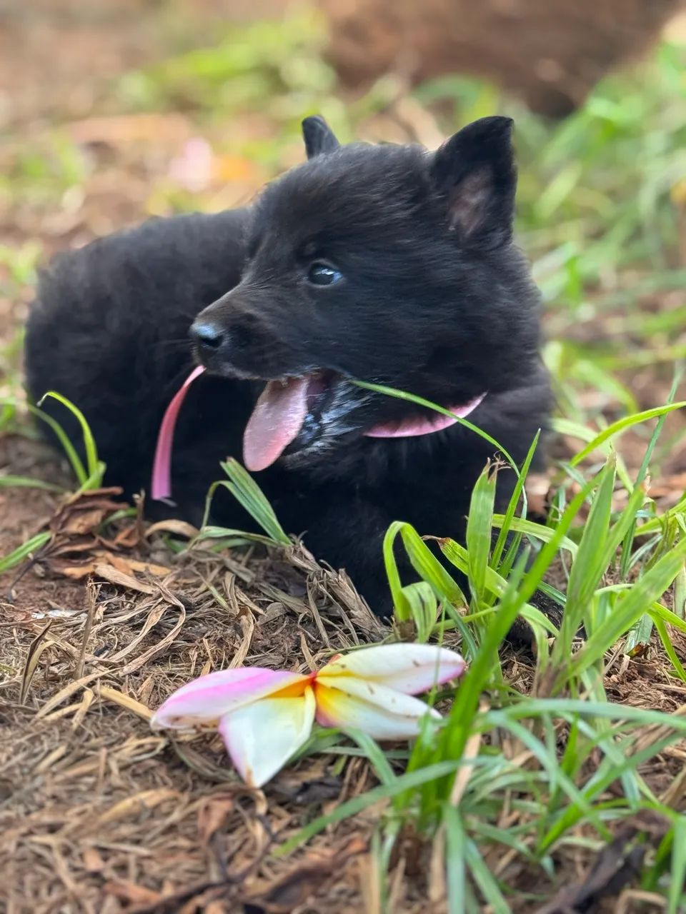 Filhotes de Pastor Belga Groenendael com Pedigree - Foto 3