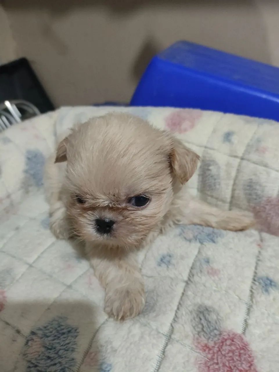 Shihtzu Macho - Foto 3