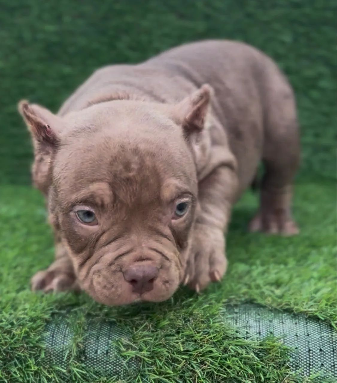 American bully micro macho  - Foto 2