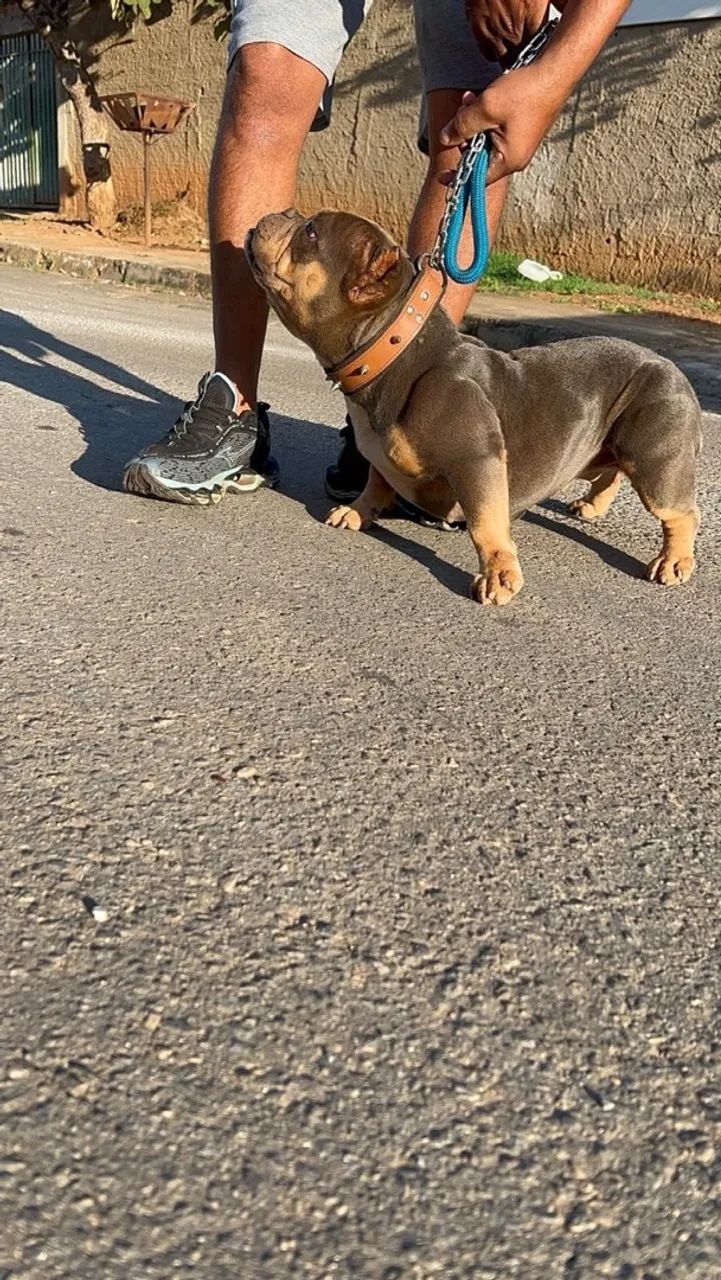 American bully  - Foto 4