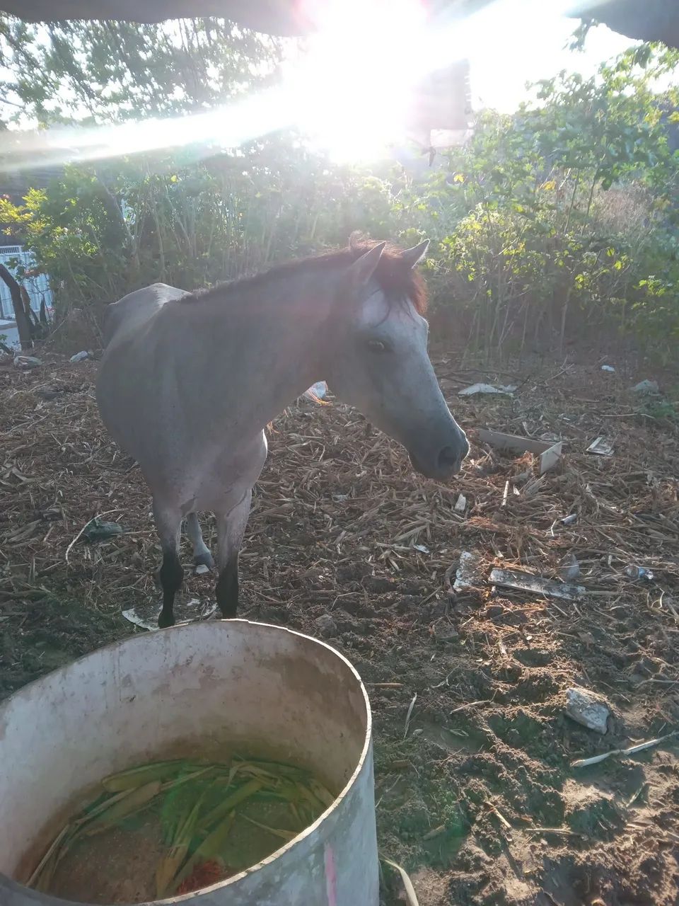 Animal  - Foto 2
