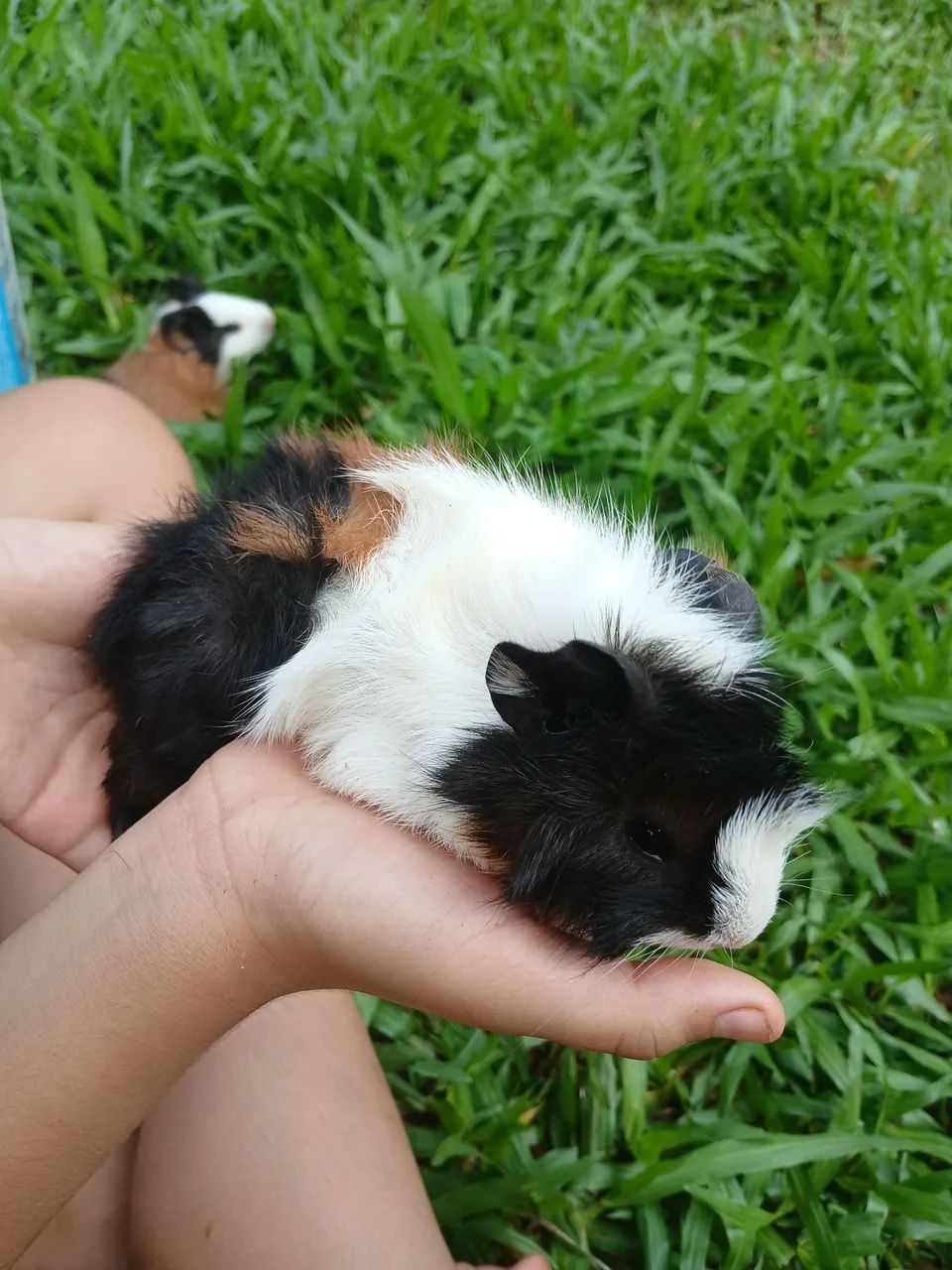 Porquinho da india. - Foto 4