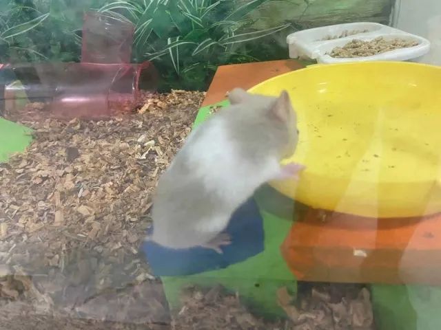 Hamster sírio - Foto 3