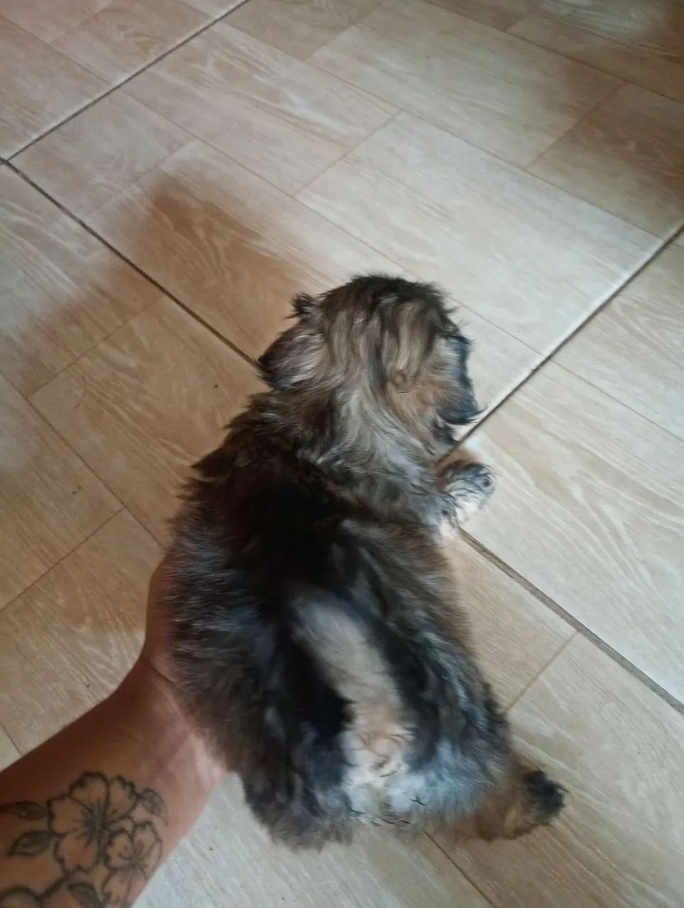 Shitzu Mini - Foto 2