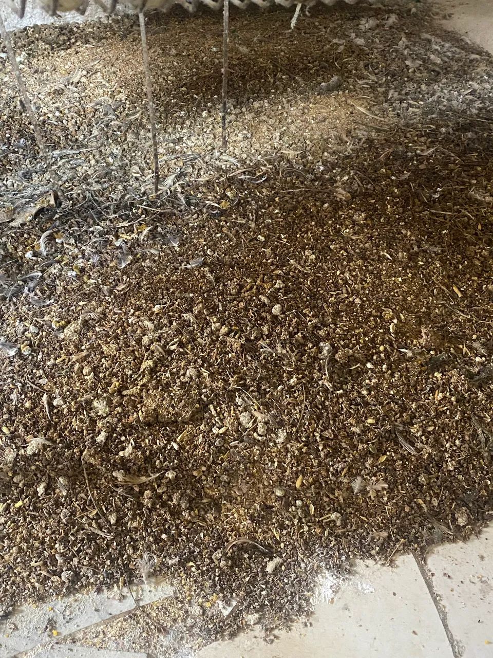 Vendo esterco de codornas semi curtido