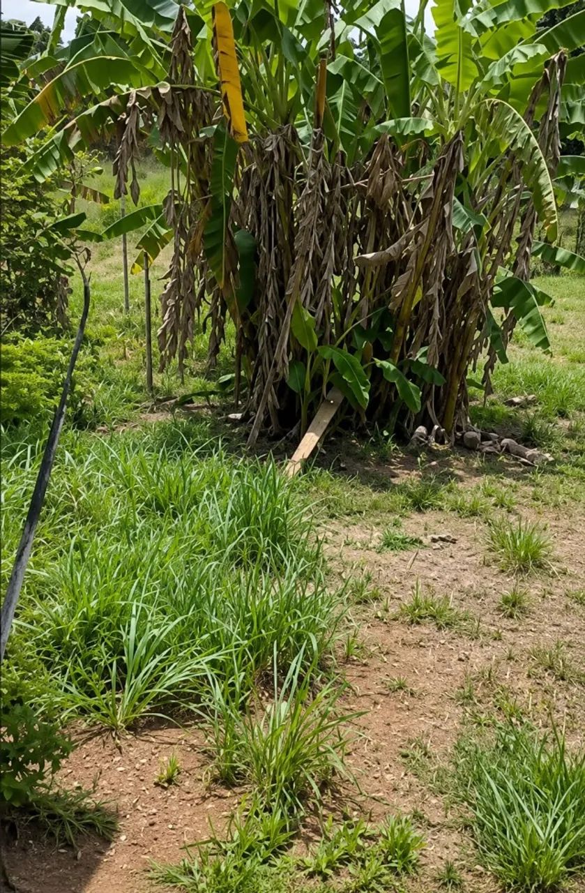 CHÁCARA À VENDA - 2.500 m² - CALDAZINHA/GO - Foto 4