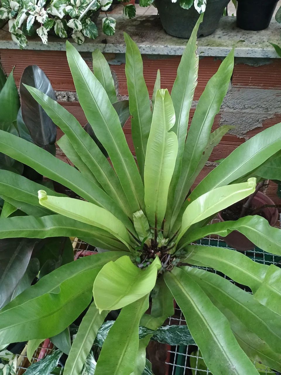 Vendemos plantas  - Foto 4